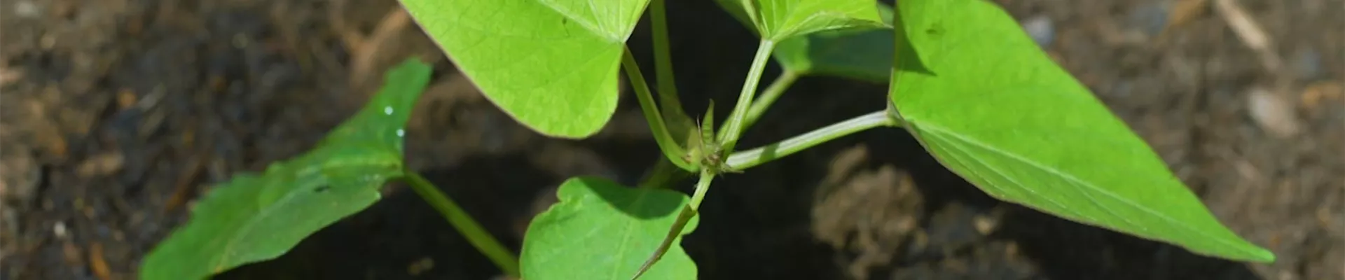 Süßkartoffeln - Einpflanzen im Gemüsebeet (Thumbnail)