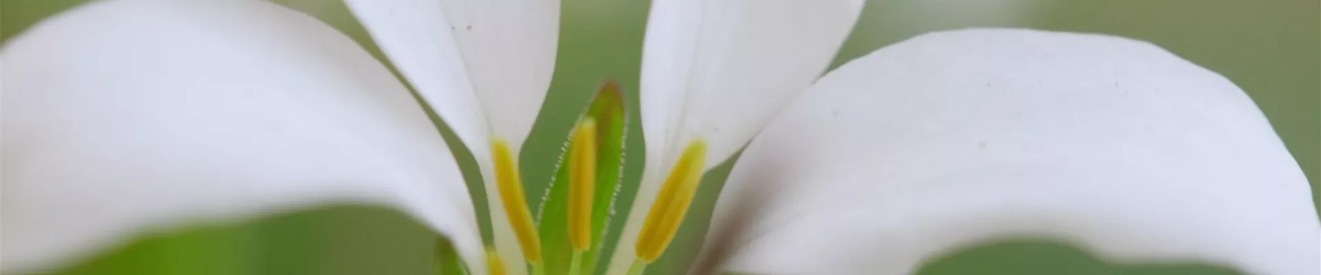 Spinnenblume - Einpflanzen im Garten (Thumbnail)