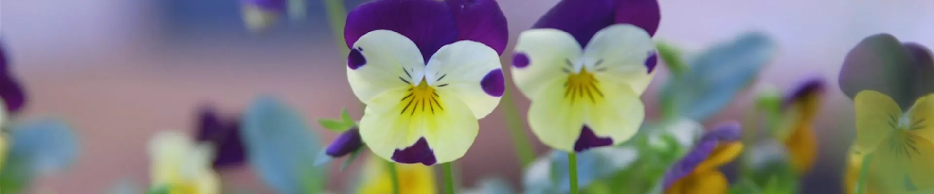Wildes Stiefmütterchen - Einpflanzen im Garten (Thumbnail)