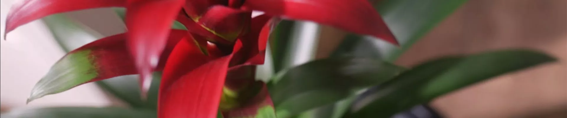 Zimmerpflanzenportrait Bromelie rot (Thumbnail)