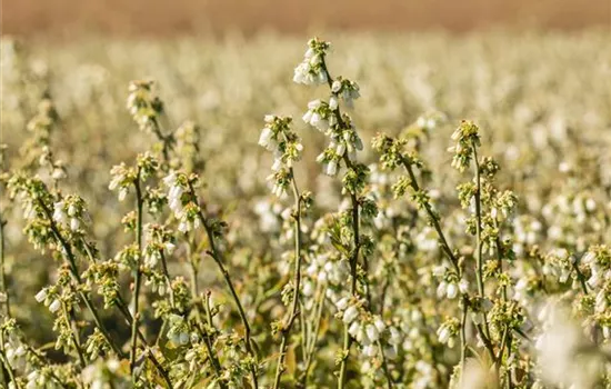 Vaccinium corymbosum Lowberry® 'Little Blue Wonder'