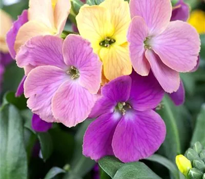 Erysimum