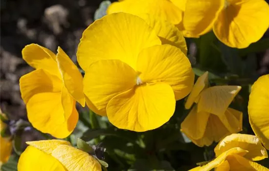 Viola cornuta 'Mix a Twix'®