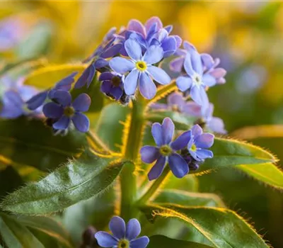 Myosotis