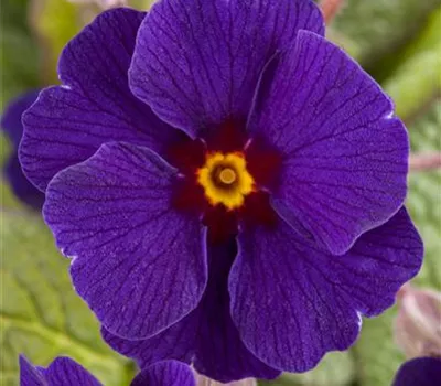 Primula elatior 'Sylvita'®