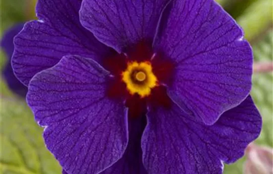 Primula elatior 'Sylvita'® Primula elatior 'Sylvita'®