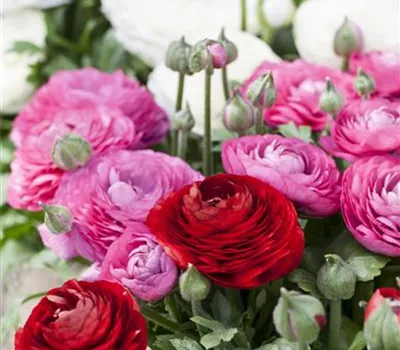 Ranunculus asiaticus