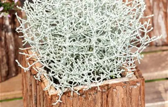 Calocephalus brownii, silbrig