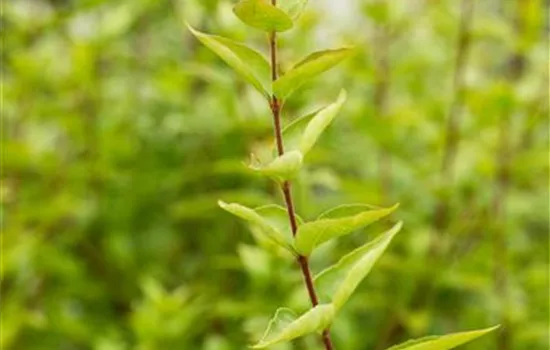 Abelia chinensis Abelia chinensis