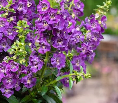 Angelonie ANGELFACE 'Dark Violet'(s)