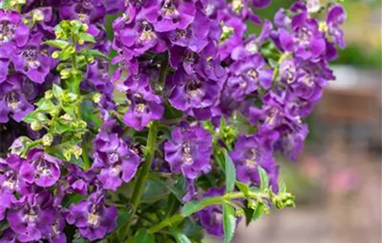 Angelonie ANGELFACE 'Dark Violet'(s) Angelonie ANGELFACE 'Dark Violet'(s)