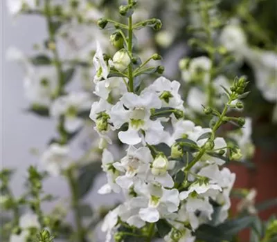 Angelonie ANGELFACE 'Improved White'(s)