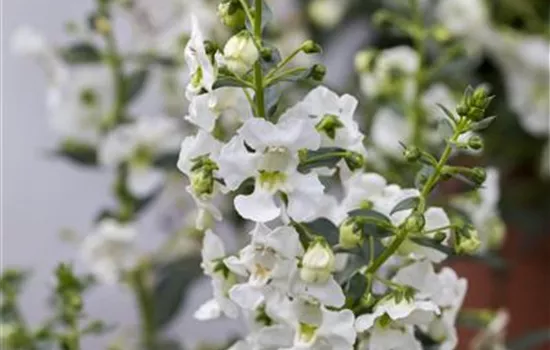 Angelonie ANGELFACE 'Improved White'(s) Angelonie ANGELFACE 'Improved White'(s)