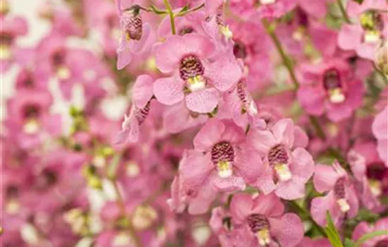 Angelonie ANGELFACE 'Pink Improved'(s) Angelonie ANGELFACE 'Pink Improved'(s)