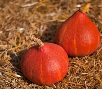 Cucurbita maxima Red Kuri