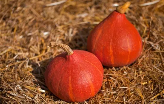 Cucurbita maxima Red Kuri