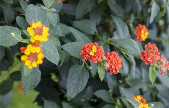 Lantana camara Evita® Orange Lantana camara Evita® Orange