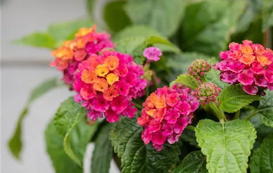 Lantana camara Evita® Pink Lantana camara Evita® Pink