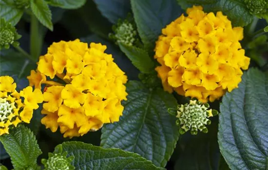 Lantana camara Evita® Yellow Lantana camara Evita® Yellow