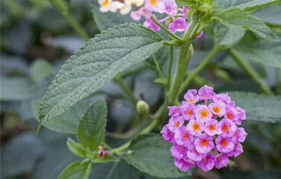 Lantana camara Evita® Rose Lantana camara Evita® Rose