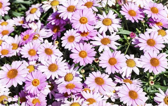 Argyranthemum frutescens Bubblegum Blast