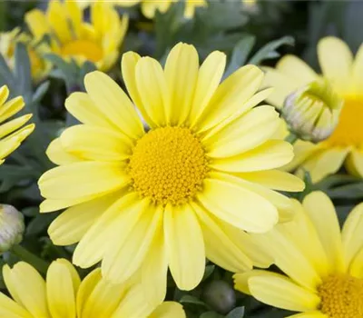 Argyranthemum frutescens Golden Butterfly