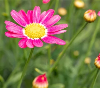 Argyranthemum frutescens Margarita 2022