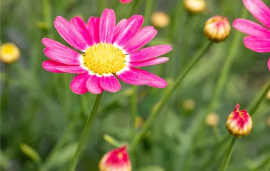 Argyranthemum frutescens Margarita 2022 Argyranthemum frutescens Margarita 2022