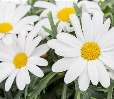 Argyranthemum frutescens Pure White Butterfly