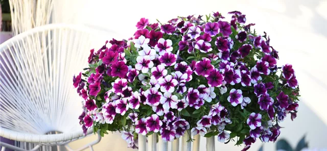 40685_Sweetunia™ Purple Touch_26670.jpg