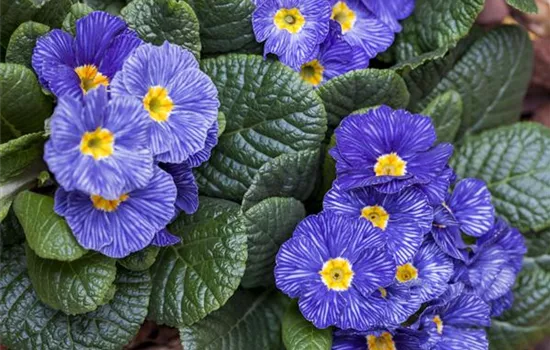 Primula vulgaris Primula vulgaris