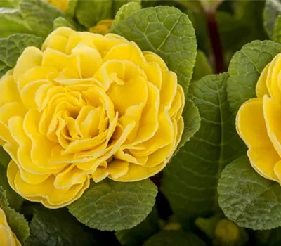 Primula vulgaris BELARINA