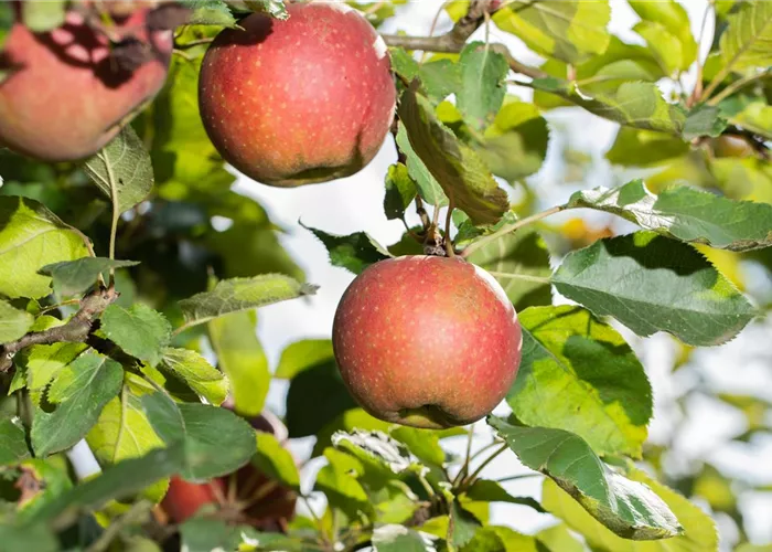 Obst und Gemüse Obst und Gemüse