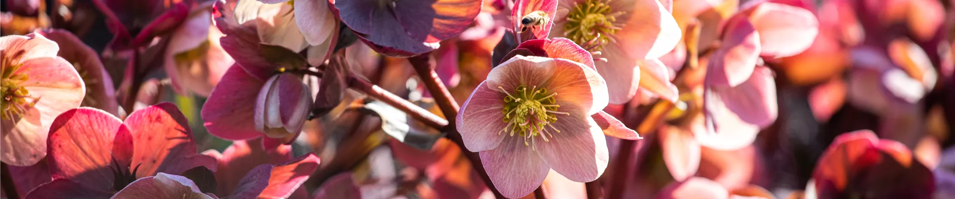 Helleborus orientalis, dunkelrosa