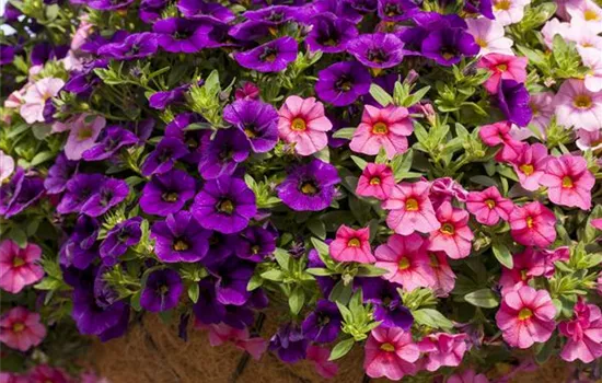 Calibrachoa Aloha Kona Midnight Blue
