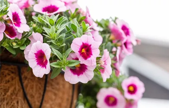 Calibrachoa Aloha Nani Tiki Pink