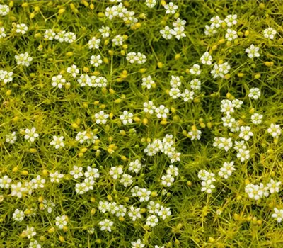 Sagina subulata Irish Moss