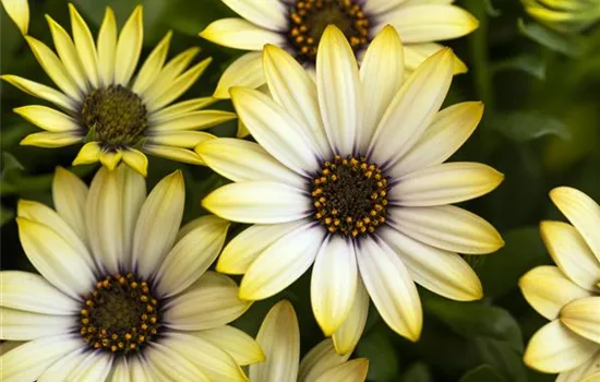 Osteospermum Margarita Lemon Osteospermum Margarita Lemon
