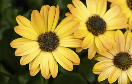 Osteospermum Margarita Orange Flare Osteospermum Margarita Orange Flare