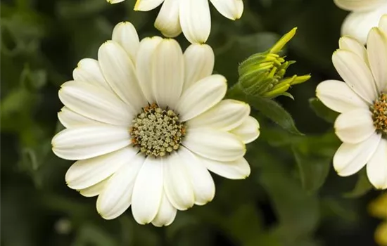 Osteospermum Margarita Blue Sunrise Osteospermum Margarita Blue Sunrise