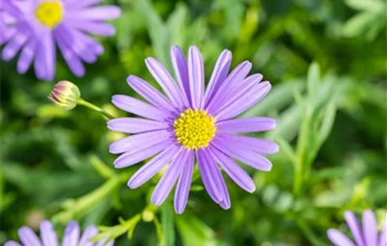 Brachyscome x multifida Delight Dark Mauve