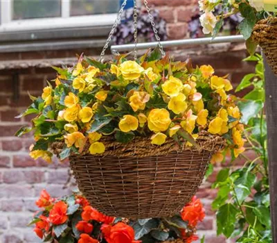 Begonia EASY GOING Yellow