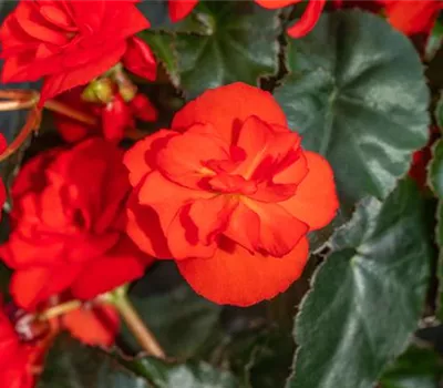 Begonia Beluga® Red