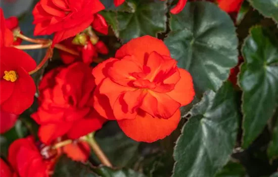 Begonia Beluga® Red