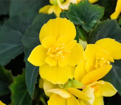 Begonia Beluga® Yellow