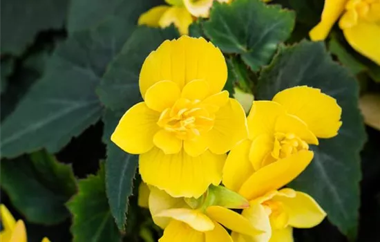 Begonia Beluga® Yellow