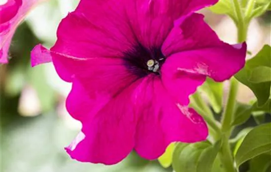 Petunia Pure Raspberry Petunia Pure Raspberry