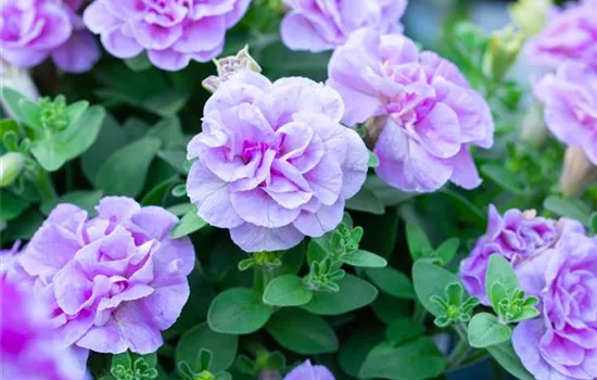 Petunia Sugar Candy Petunia Sugar Candy