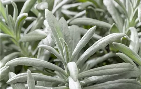 Lavandula lanata