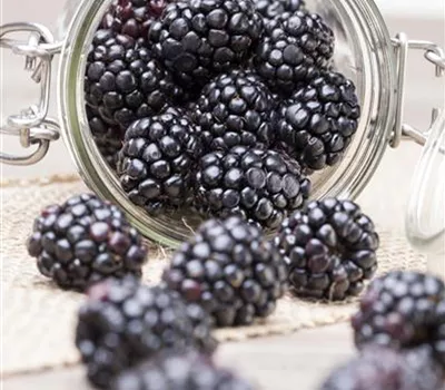 Rubus fruticosus Coolaris® Patio Black